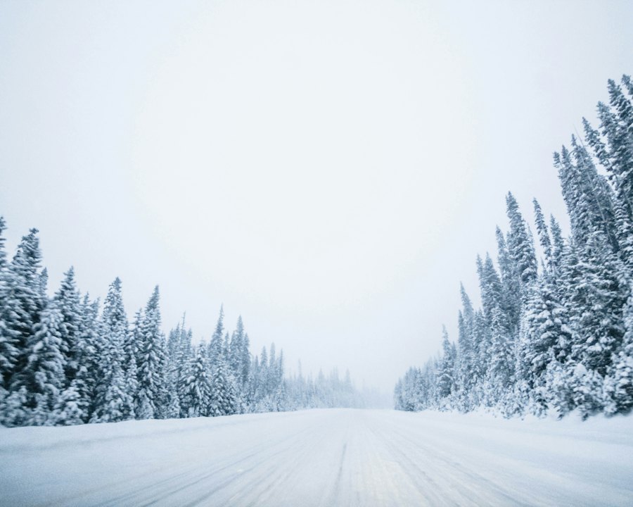 Snow-covered spruce trees lining a winter road